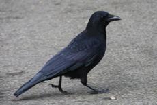 Rabe-23-10-09 021.jpg